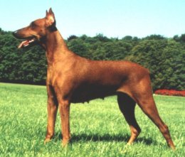 CH. Nessie De la capellière